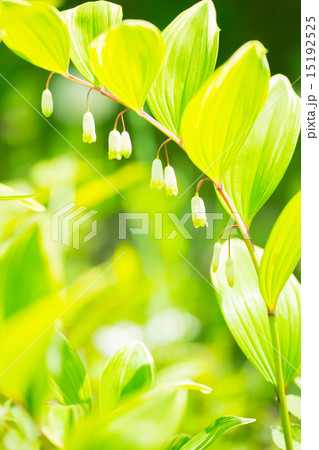 ナルコラン ナルコラン 15192525