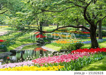 国営昭和記念公園のチューリップ 15192628