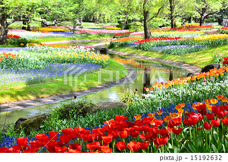 国営昭和記念公園のチューリップの写真素材