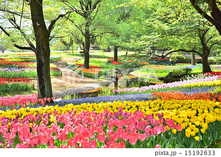 国営昭和記念公園のチューリップ 国営昭和記念公園のチューリップ 15192633