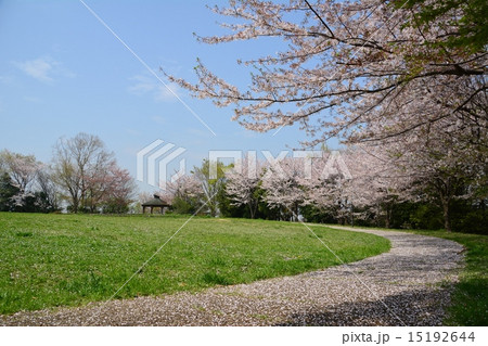 牛久保公園の桜 牛久保公園の桜 15192644