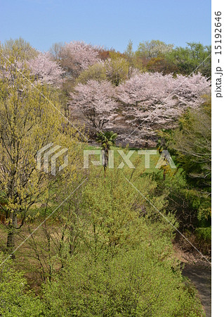 牛久保公園の桜 牛久保公園の桜 15192646