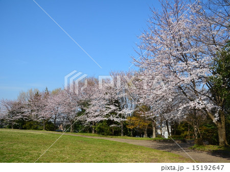 牛久保公園の桜 牛久保公園の桜 15192647
