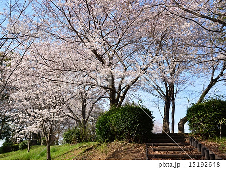 牛久保公園の桜 牛久保公園の桜 15192648