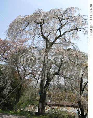 櫻川磯部稲村神社の糸桜 15192690