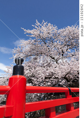 飛騨高山 中橋 桜 15192842
