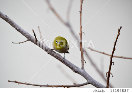 枝上のメジロ 枝上のメジロ 15192887