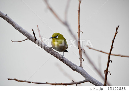 枝上のメジロ 枝上のメジロ 15192888