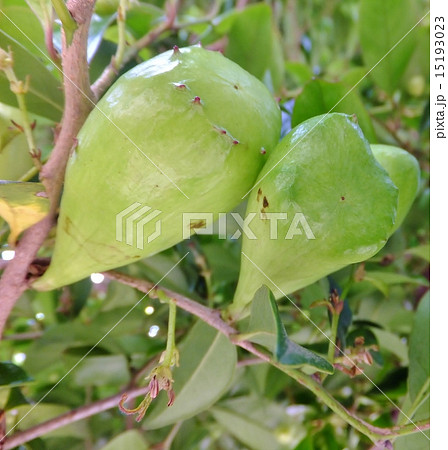 イスオオムネアブラムシによる寄生(虫こぶシリーズ) イスオオムネアブラムシによる寄生(虫こぶシリーズ) 15193023