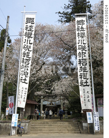 鎮花祭の幟と山桜が映える春の櫻川磯部稲村神社 鎮花祭の幟と山桜が映える春の櫻川磯部稲村神社 15193024