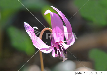 カタクリの花アップ 15193049