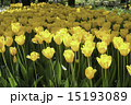 黄色いチューリップ　ヤンバンネス　横浜公園　① 15193089