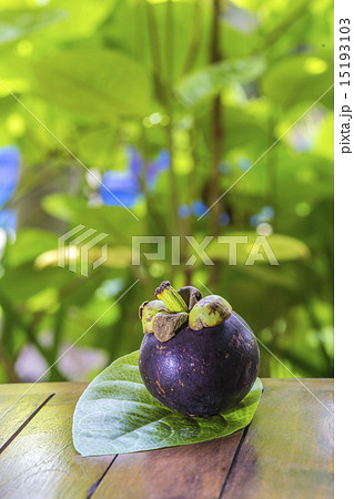 Single Mangostin and Fresh Green Leaf Single Mangostin and Fresh Green Leaf 15193103