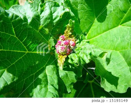 ルバーブの花 ルバーブの花 15193149