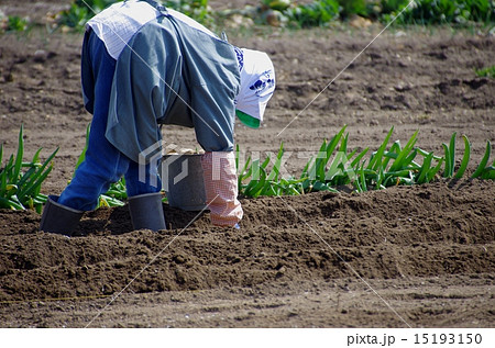 農婦の畑仕事　 15193150