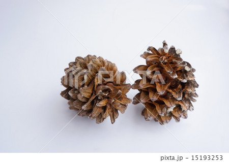 朝鮮五葉の松ぼっくり 朝鮮五葉の松ぼっくり 15193253