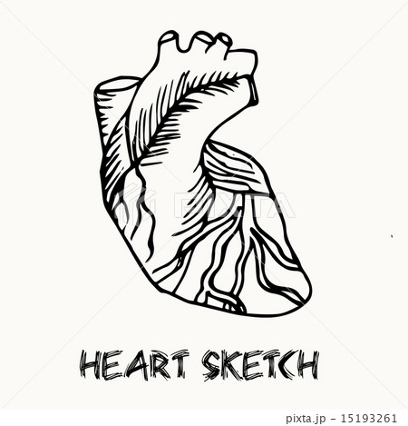 human heart vector illustration 15193261