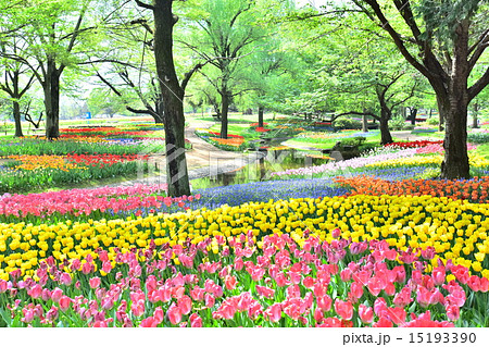 国営昭和記念公園のチューリップ 15193390