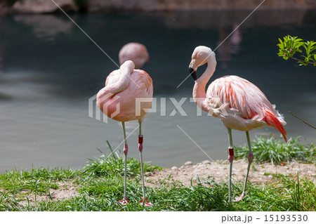 Two pink flamingo Two pink flamingo 15193530