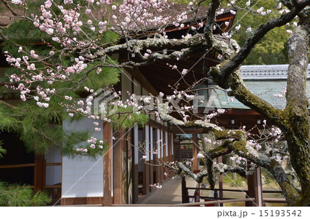 旧嵯峨御所 大覚寺 旧嵯峨御所 大覚寺 15193542