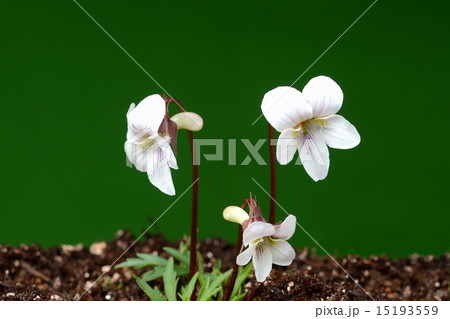 ヒゴスミレ 15193559