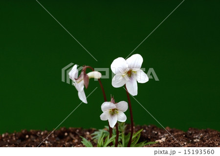 ヒゴスミレ ヒゴスミレ 15193560