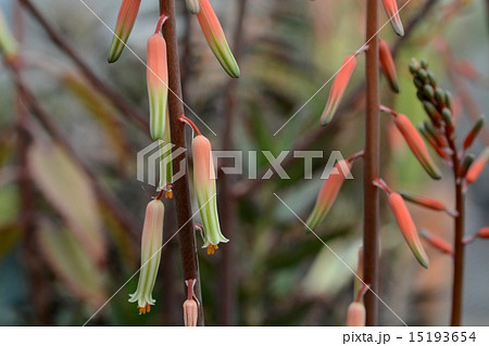 多肉植物の花 15193654