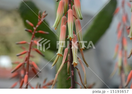 多肉植物の花 15193657