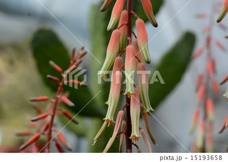 多肉植物の花 15193658