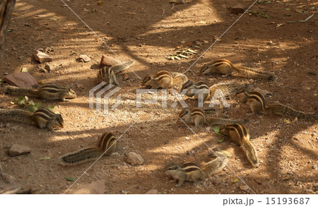 Much small striped chipmunks eat food on the earth 15193687