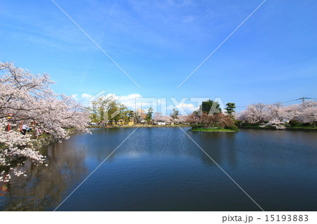 小城公園の桜 15193883