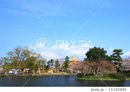 小城公園の桜 15193885