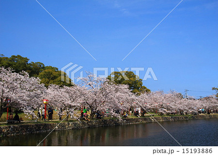 小城公園の桜 小城公園の桜 15193886