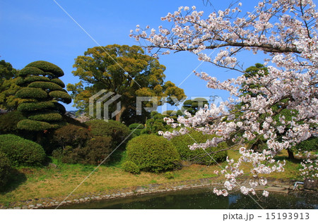 小城公園の桜 小城公園の桜 15193913