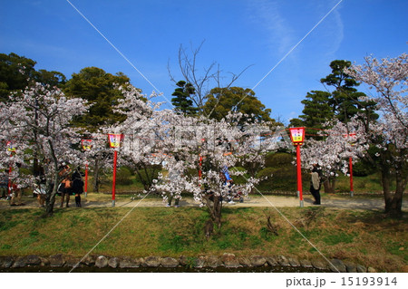 小城公園の桜 小城公園の桜 15193914