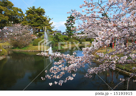 小城公園の桜 小城公園の桜 15193915