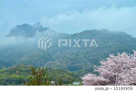 霧の五剣山と桜 15193959