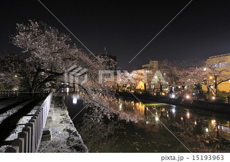 小田原城夜桜 15193963