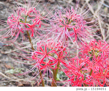 枯れた彼岸花 枯れた彼岸花 15194051