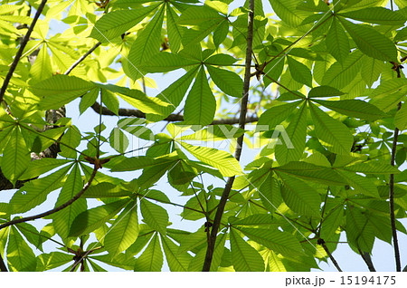 新緑の栃の葉 15194175