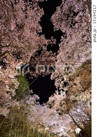 高遠満天の桜 15194217
