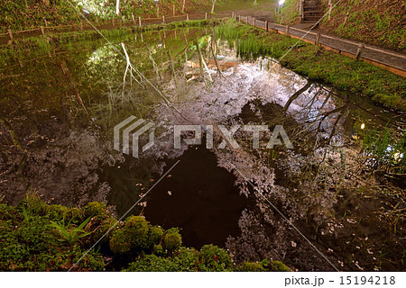 高遠城址公園池のライトアップ 15194218
