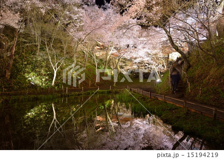 高遠城址公園の桜雲橋と池 高遠城址公園の桜雲橋と池 15194219