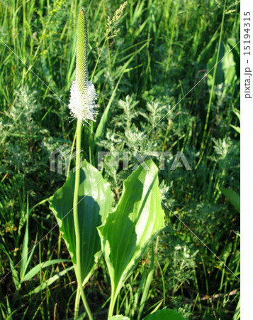 Plantain flowering 15194315