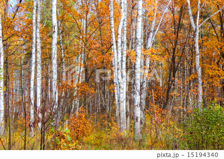 Colours of the autumn forest 15194340