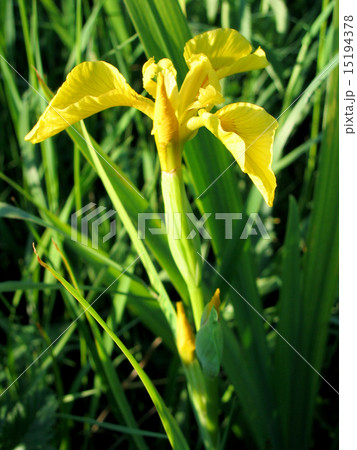 Flower iris yellow Flower iris yellow 15194378