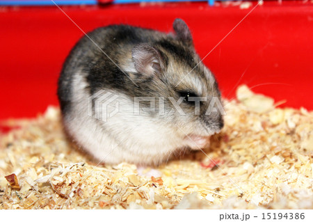 Jungar hamster. 15194386