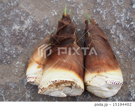 採れたての「タケノコ」(埼玉県寄居町) 採れたての「タケノコ」(埼玉県寄居町) 15194402