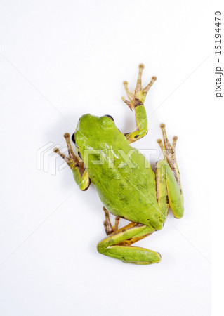 アマガエル アマガエル 15194470
