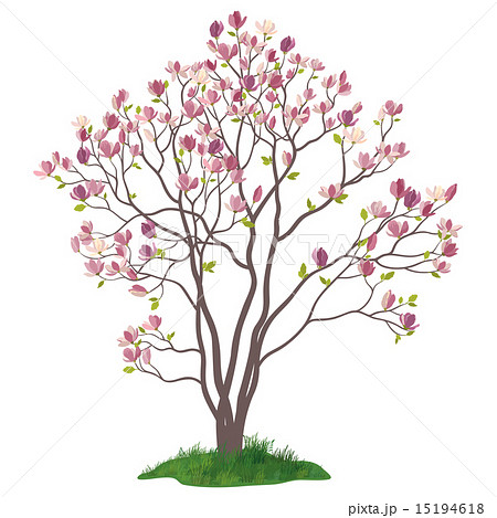Magnolia Tree with Flowers and Grass Magnolia Tree with Flowers and Grass 15194618